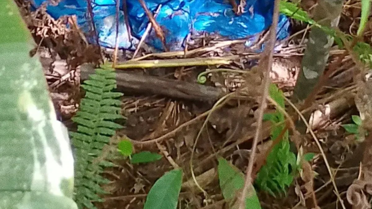 Ossada humana é encontrada em área de mata na AM-010, em Manaus